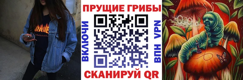 Псилоцибиновые грибы Psilocybe Ельня